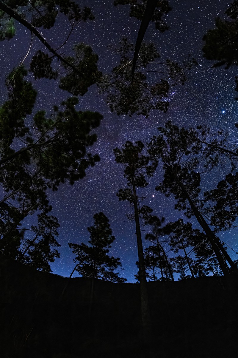 Dark pine silhouettes frame a deep blue night sky.