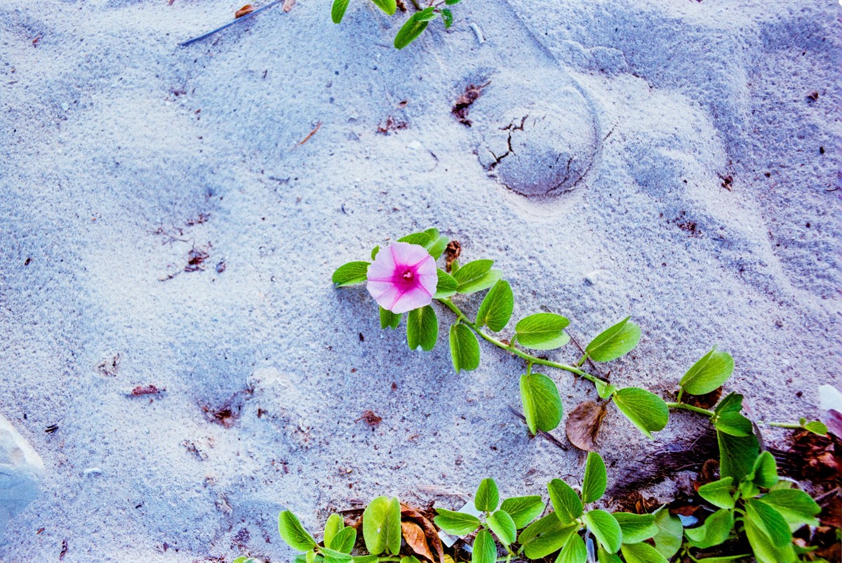 A pink bloom and creeping green leaves cross pale sand.