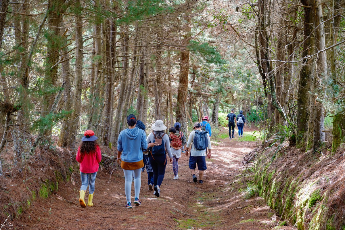 A group walks beneath a tall avenue of trees.