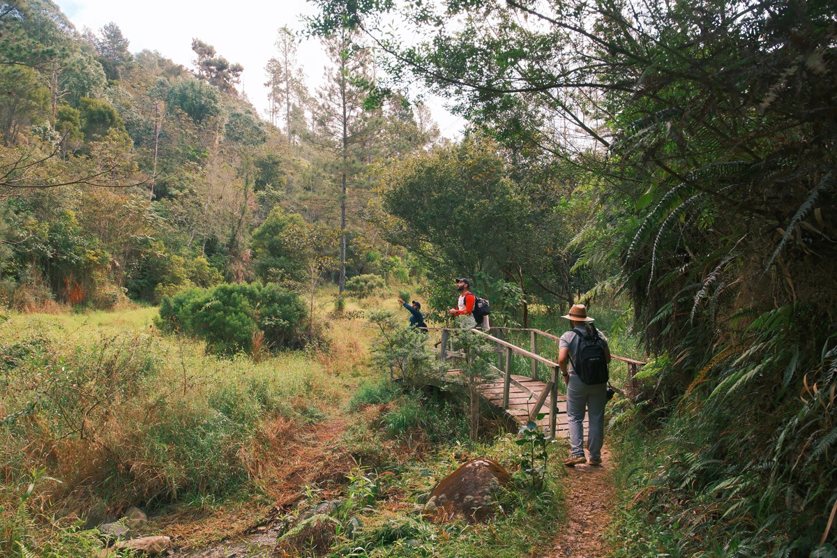 Hikers follow a railing beside grass and forest.