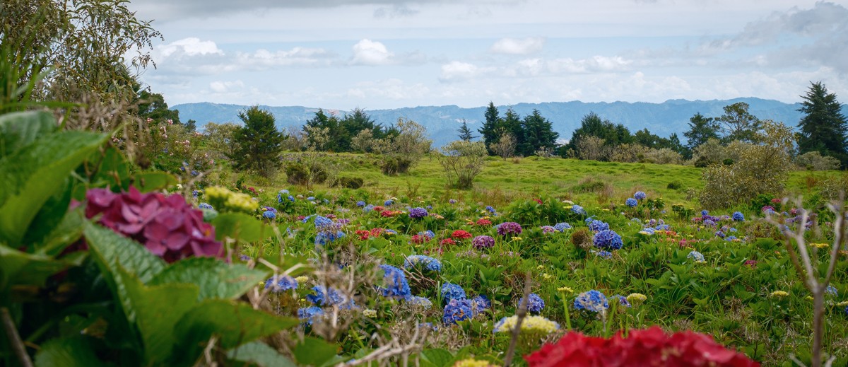 Pink and blue flowers fill the foreground of an open hillside.