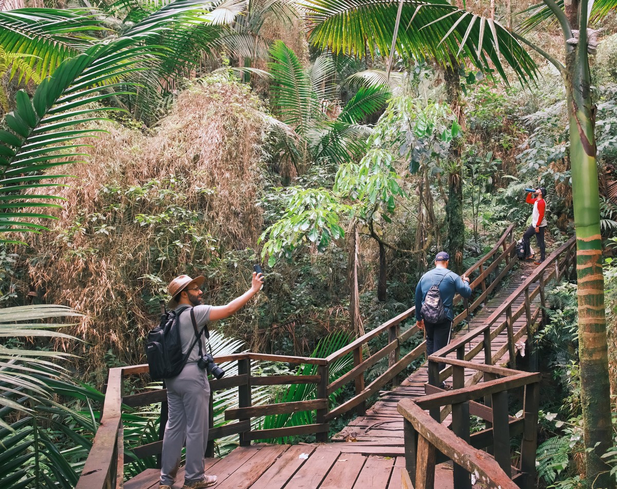 Walkers climb a wooden stairway through tropical growth.