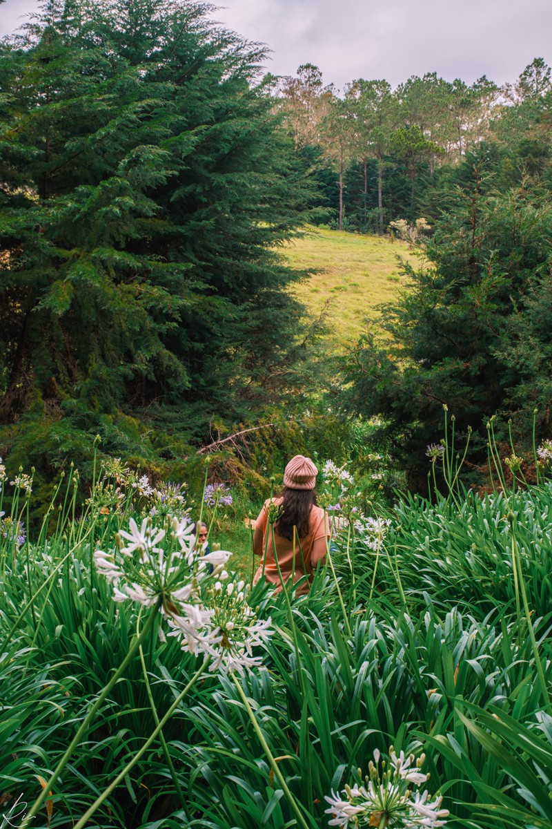 A walker follows a narrow opening through dense plants.