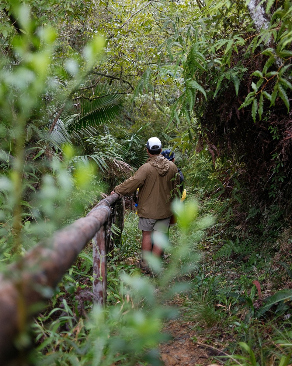 A walker follows a timber rail through dense leafy growth.