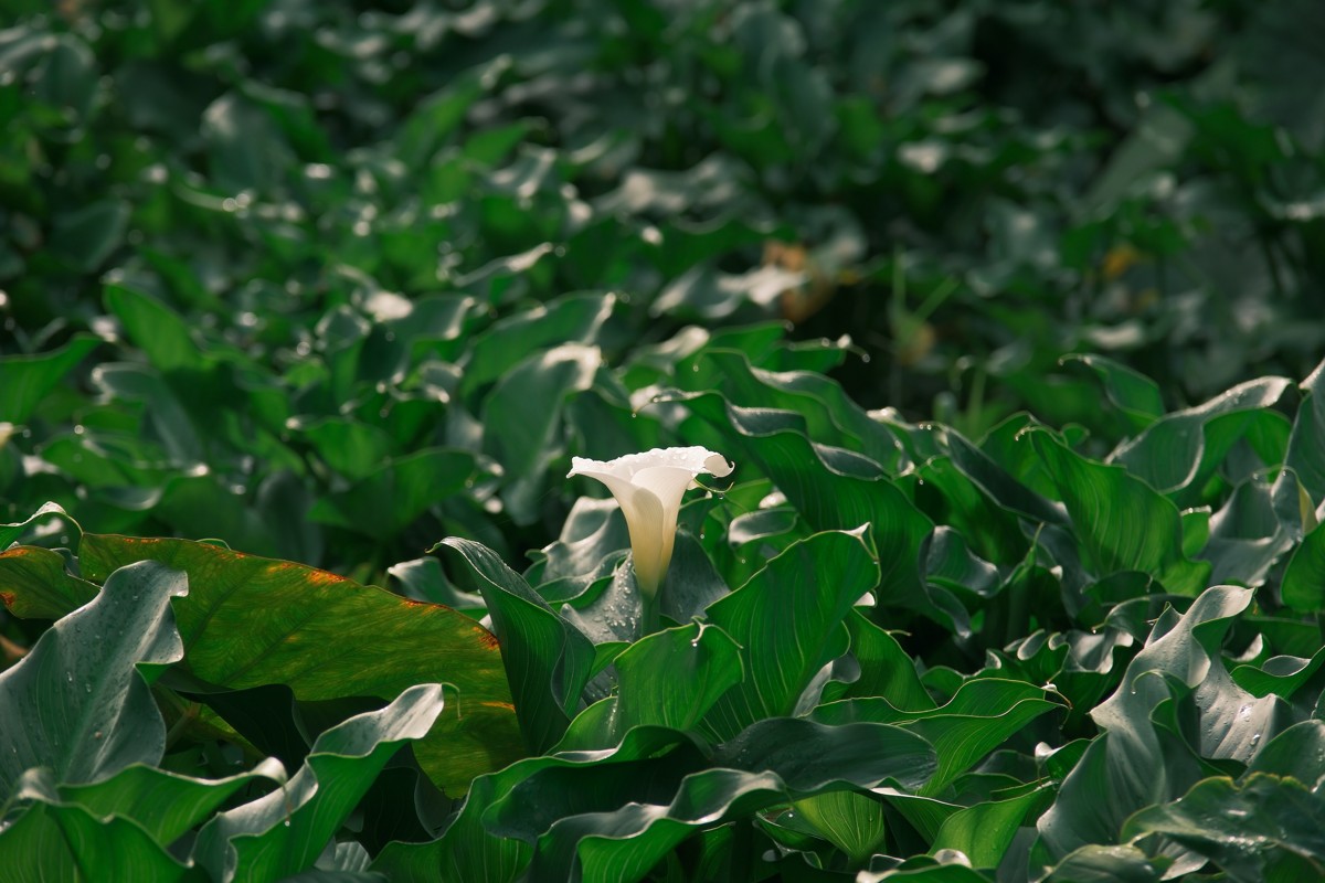A pale flower emerges from a dense field of green leaves.