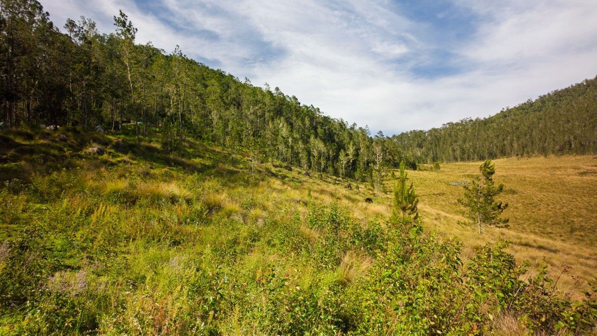 Sunlight falls across grass and scattered pines in a broad valley.
