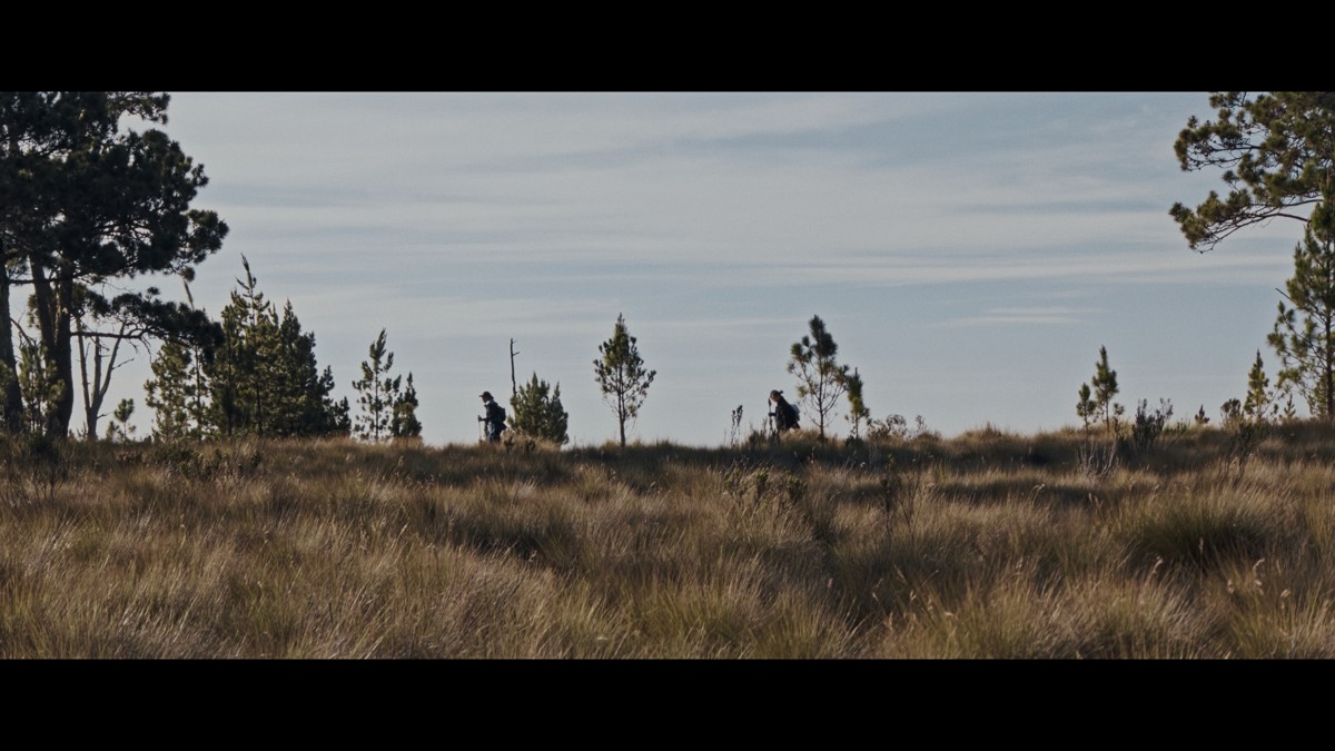 A sparse line of trees stands above golden mountain grass.