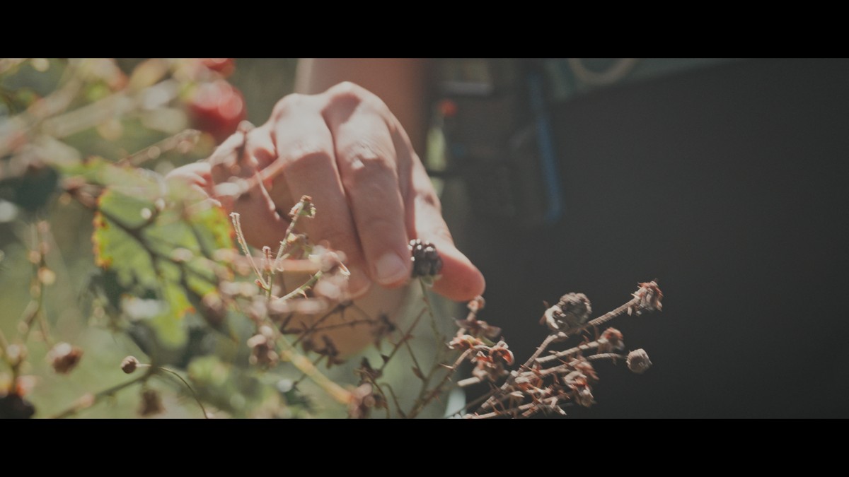 A hand reaches toward a cluster of small berries on a branch.