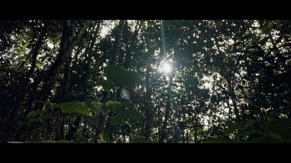 Sunlight breaks through dense overhead foliage.
